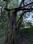 Ticket photo